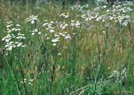 image of Erigeron strigosus var. strigosus, Daisy Fleabane, Common Rough Fleabane, Prairie Fleabane, Slender Daisy Fleabane