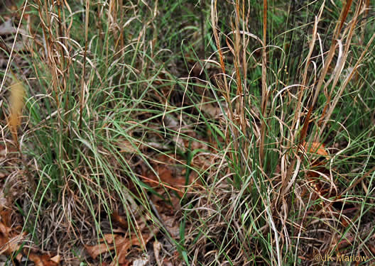 image of Andropogon virginicus var. virginicus, Broomsedge, Broomsedge Bluestem, Old-field Broomstraw, "Sedge Grass"