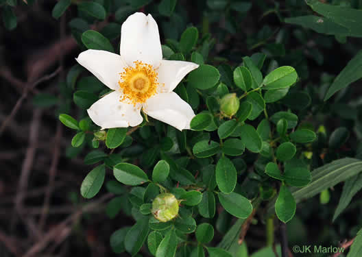 image of Rosa bracteata, McCartney Rose, Chickasaw Rose