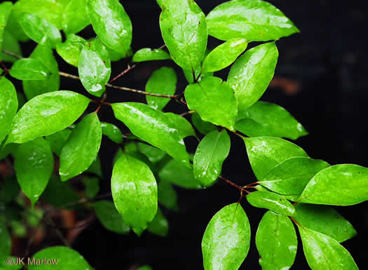 image of Swida racemosa, Northern Swamp Dogwood, Gray Dogwood