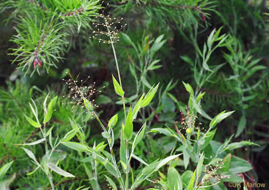 image of Dichanthelium acuminatum var. acuminatum, Woolly Witchgrass, Woolly Rosette Grass, Tapered Rosette Grass