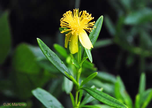 Shrubby St. Johnswort