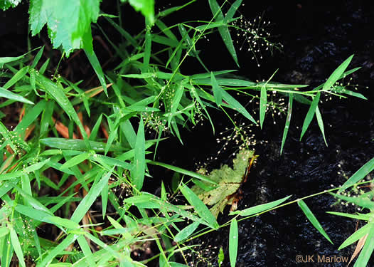 image of Dichanthelium commutatum +, Variable Witchgrass