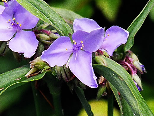 image of Tradescantia subaspera, Zigzag Spiderwort, Wide-leaved Spiderwort