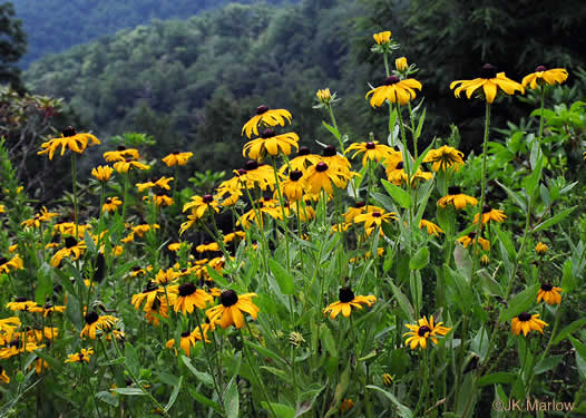 image of Rudbeckia hirta var. hirta, Woodland Black-eyed Susan