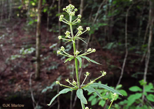 image of Eutrochium fistulosum, Hollow-stem Joe-pye-weed