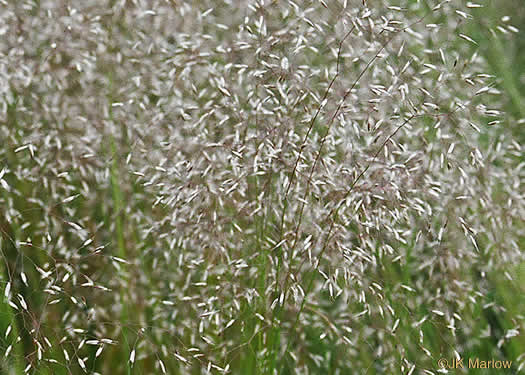 image of Avenella flexuosa, Appalachian Hairgrass, Crinkled Hairgrass, Common Hairgrass, Wavy Hairgrass