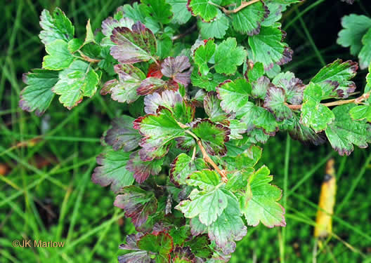 image of Ribes rotundifolium, Roundleaf Gooseberry, Appalachian Gooseberry