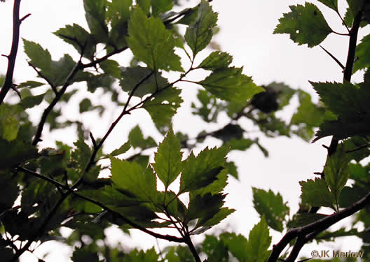 image of Crataegus macrosperma, Eastern Hawthorn