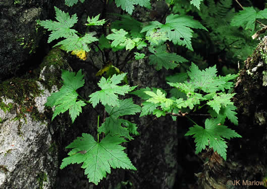 image of Ribes glandulosum, Skunk Currant, Mountain Currant