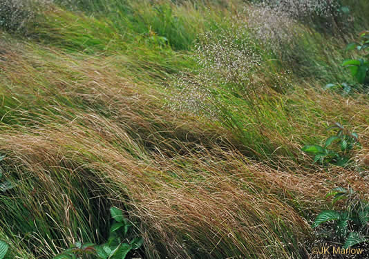 image of Carex pensylvanica, Pennsylvania Sedge, High Meadow Sedge