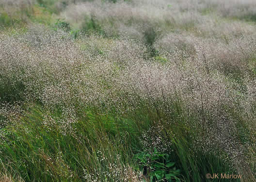 image of Avenella flexuosa, Appalachian Hairgrass, Crinkled Hairgrass, Common Hairgrass, Wavy Hairgrass