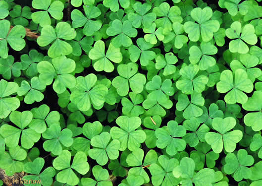 image of Oxalis montana, Mountain Wood-sorrel, American Wood-sorrel, Wood Shamrock, White Wood-sorrel