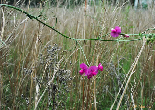 image of Lathyrus latifolius, Everlasting Pea, Perennial Sweet Pea