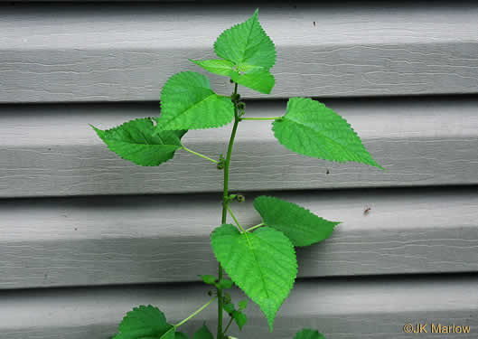 image of Fatoua villosa, Mulberry-weed, Crabweed, Foolish-weed