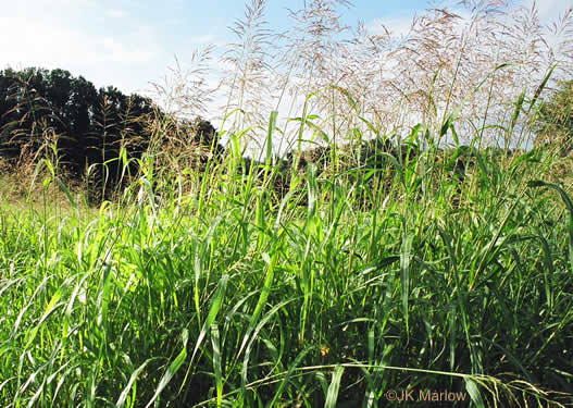 image of Sorghum halepense, Johnsongrass