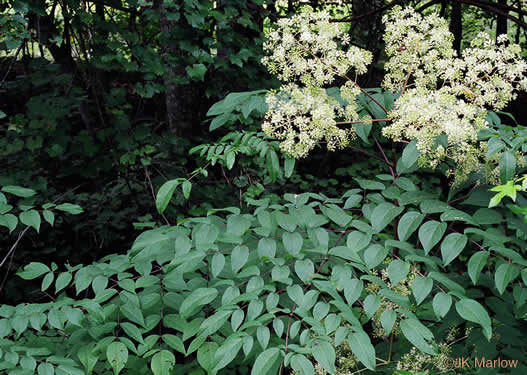 image of Aralia spinosa, Devil's Walkingstick, Hercules-club, Prickly Aralia, Prickly-ash