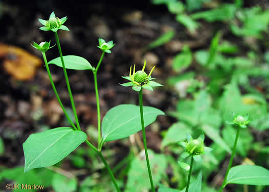 image of Rudbeckia laciniata var. humilis, Blue Ridge Cutleaf Coneflower