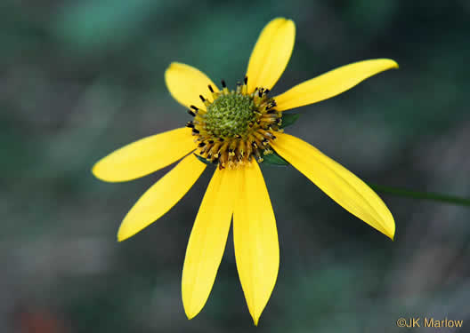 image of Rudbeckia laciniata var. humilis, Blue Ridge Cutleaf Coneflower