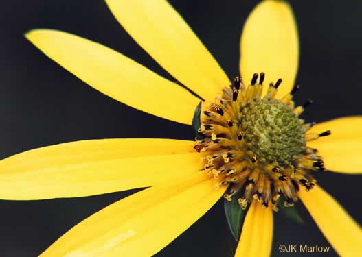 image of Rudbeckia laciniata var. humilis, Blue Ridge Cutleaf Coneflower