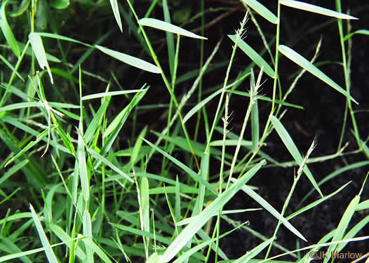 image of Muhlenbergia schreberi, Nimblewill