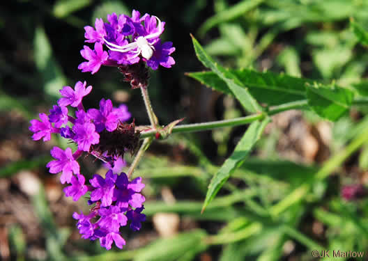 image of Verbena rigida, Stiff Verbena, Tuberous Vervain, Veiny Vervain