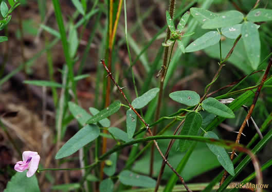 Strophostyles umbellata, Perennial Sand Bean, Perennial Wild Bean, Pink Wild Bean, Pink Fuzzy-Bean