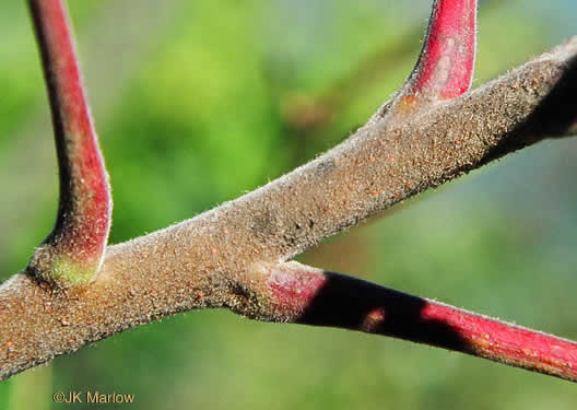 Rhus typhina, Staghorn Sumac