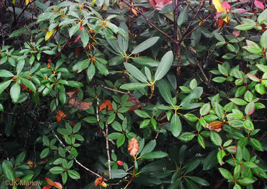 image of Kalmia latifolia, Mountain Laurel, Ivy, Calico-bush, Mountain Ivy