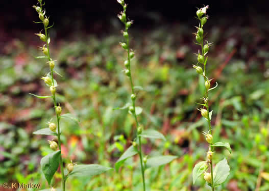 image of Lobelia inflata, Indian-tobacco, Pukeweed