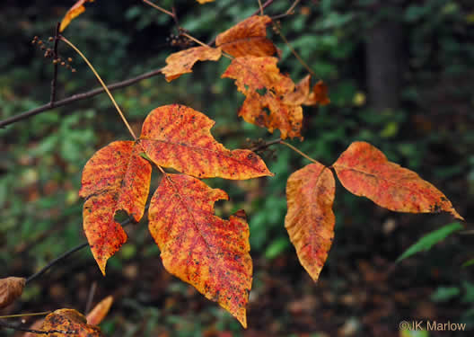 image of Toxicodendron radicans var. radicans, Eastern Poison Ivy