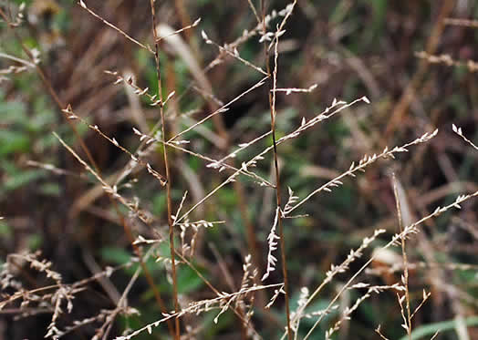 image of Coleataenia anceps ssp. anceps, Beaked Panicum, Beaked Panicgrass