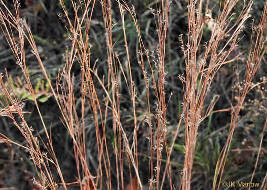 image of Schizachyrium scoparium var. scoparium, Common Little Bluestem