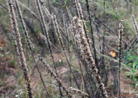 image of Liatris spicata, Dense Blazing-star, Mountain Blazing-star, Florist's Gayfeather, Dense Gayfeather