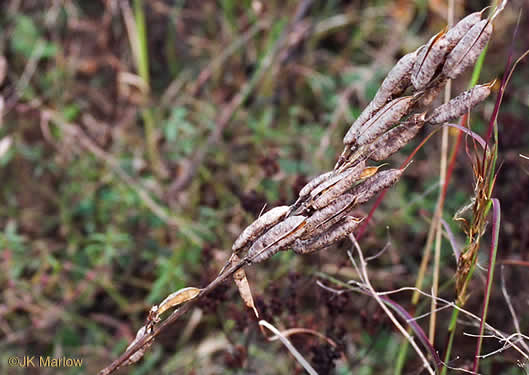 image of Baptisia albescens, Narrow-pod White Wild Indigo, Spiked Wild Indigo