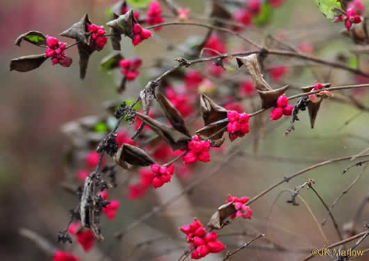 image of Symphoricarpos orbiculatus, Coralberry, Indian Currant, Buckbrush