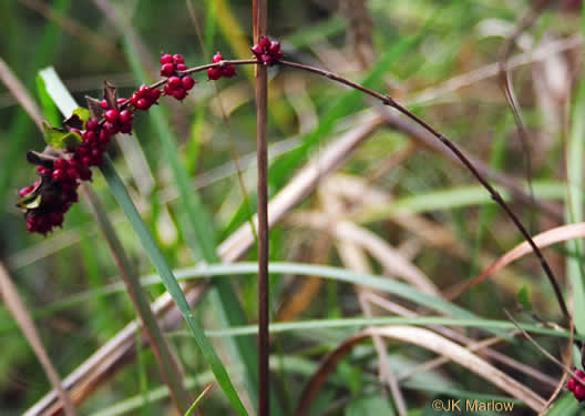 image of Symphoricarpos orbiculatus, Coralberry, Indian Currant, Buckbrush