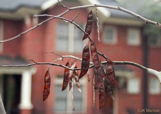 image of Cercis canadensis var. canadensis, Eastern Redbud, Judas Tree