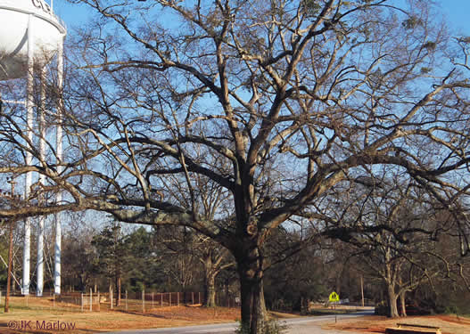 image of Quercus nigra, Water Oak, Paddle Oak