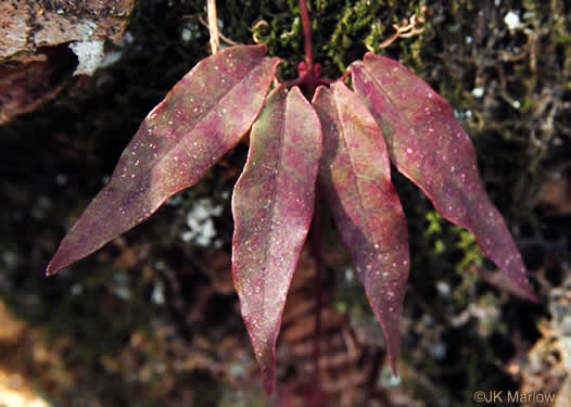 Bignonia capreolata, Crossvine