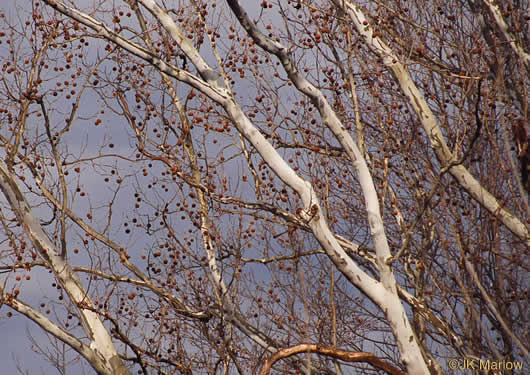 image of Platanus occidentalis var. occidentalis, American Sycamore, Planetree