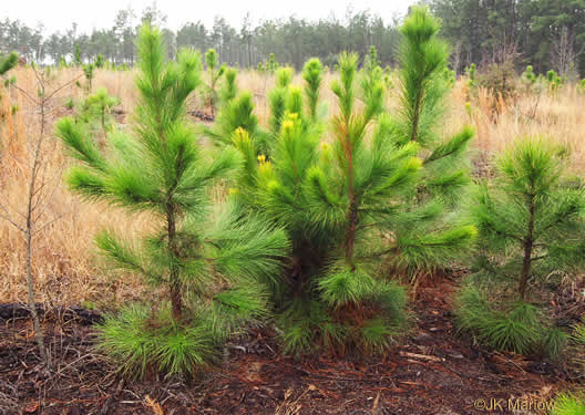 image of Pinus taeda, Loblolly Pine, Old Field Pine