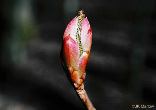 image of Aesculus flava, Yellow Buckeye