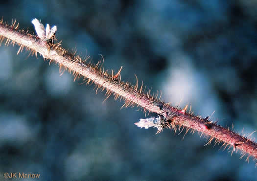 image of Rubus phoenicolasius, Wineberry, Wine Raspberry