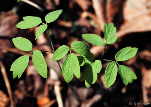 image of Caulophyllum thalictroides, Common Blue Cohosh, Papooseroot, Green Vivian