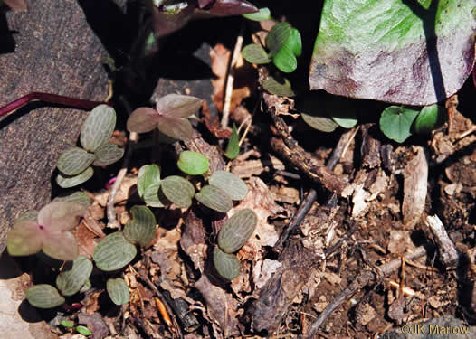 image of Hepatica acutiloba, Sharp-lobed Hepatica, Sharp-lobed Liverleaf