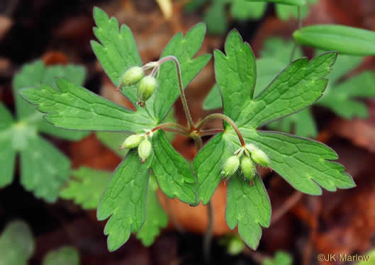 image of Geranium maculatum, Wild Geranium