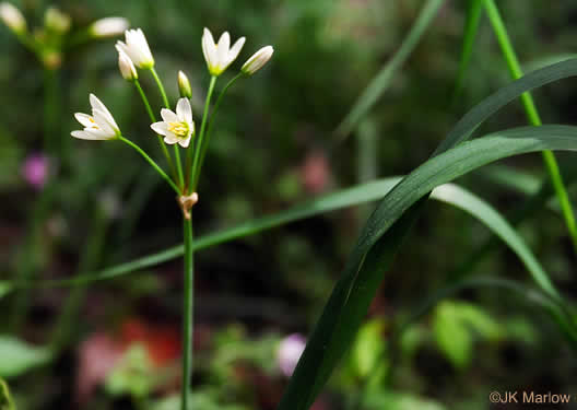 Nothoscordum bivalve, False Garlic, Grace Garlic