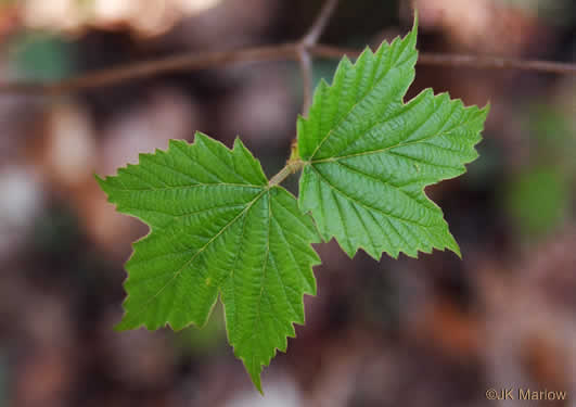 image of Viburnum acerifolium, Mapleleaf Viburnum, Maple-leaved Arrowwood, Dockmackie