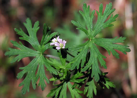 image of Geranium carolinianum, Carolina Cranesbill